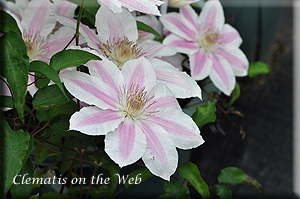 Clematis photograph