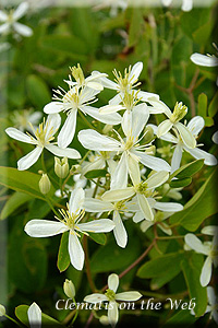 Clematis photograph