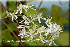 Clematis photograph