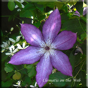 Clematis photograph