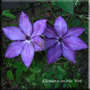 Clematis photograph