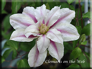 Clematis photograph