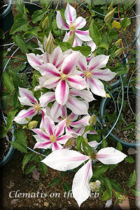 Clematis photograph