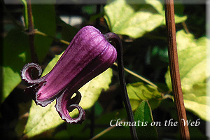 Clematis photograph