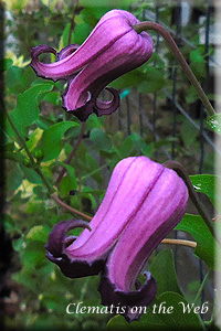 Clematis photograph