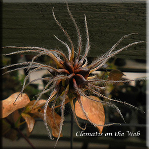 Clematis photograph