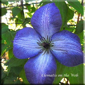 Clematis photograph