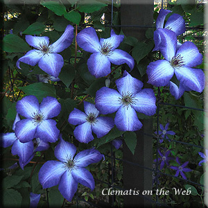 Clematis photograph