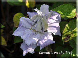 Clematis photograph