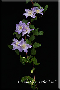 Clematis photograph