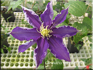 Clematis photograph