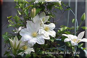 Clematis photograph