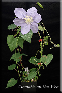 Clematis photograph