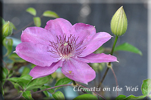 Clematis photograph