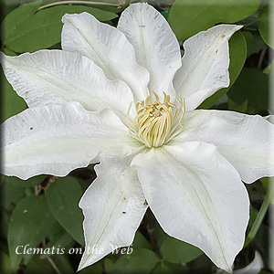 Clematis photograph