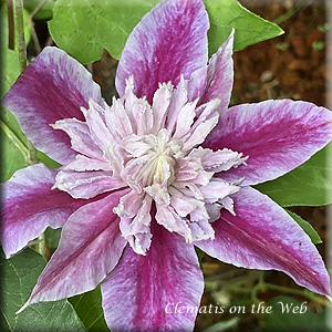 Clematis photograph