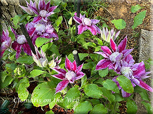 Clematis photograph