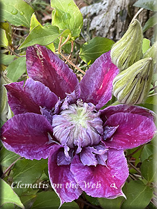 Clematis photograph