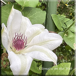 Clematis photograph