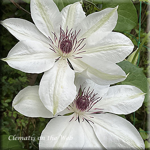 Clematis photograph