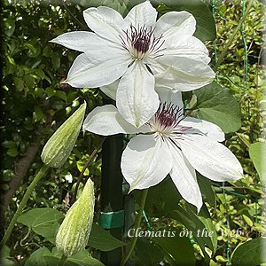 Clematis photograph