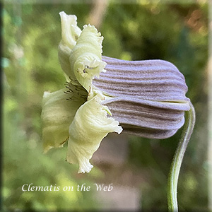 Clematis photograph