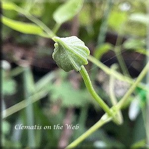 Clematis photograph