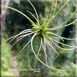 Clematis photograph