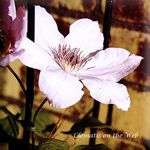 Clematis photograph