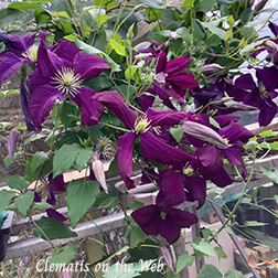 Clematis photograph