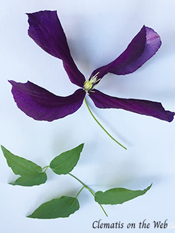 Clematis photograph