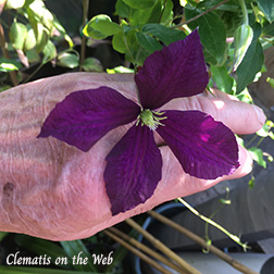 Clematis photograph