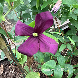 Clematis photograph