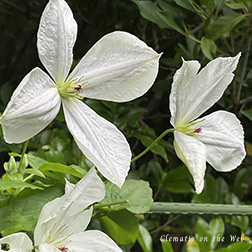 Clematis photograph