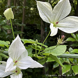 Clematis photograph