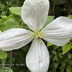 Clematis photograph