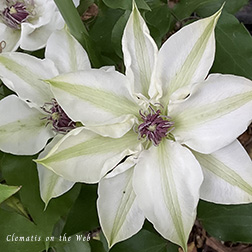 Clematis photograph