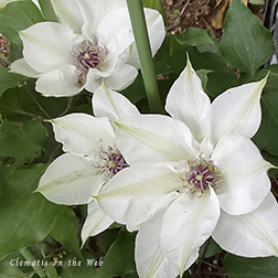 Clematis photograph