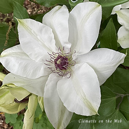 Clematis photograph