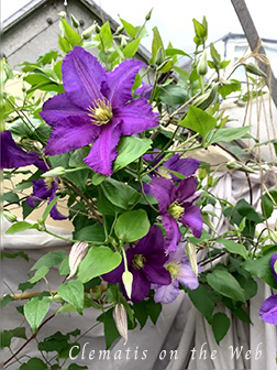 Clematis photograph