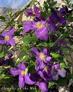 Clematis photograph