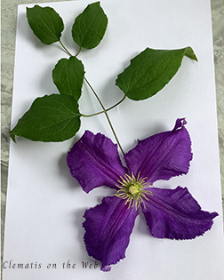 Clematis photograph