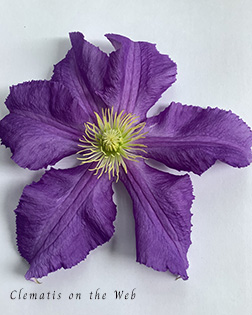 Clematis photograph