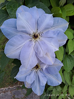 Clematis photograph