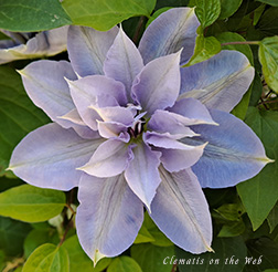 Clematis photograph