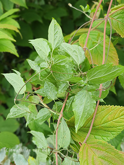 Clematis photograph