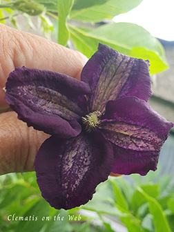 Clematis photograph