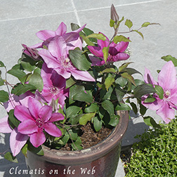 Clematis photograph