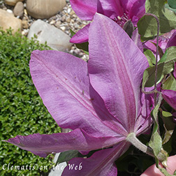 Clematis photograph