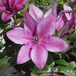 Clematis photograph